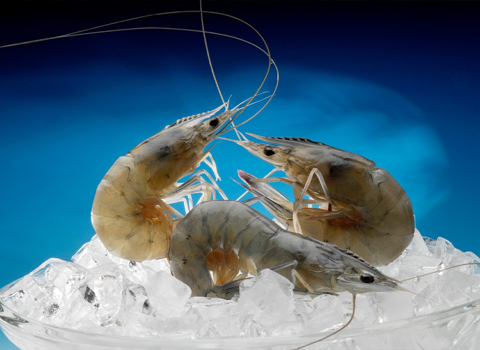 Three shrimp in a bowl of ice